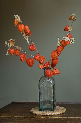 Chinese Lantern Flower, Lantern Flowers, Chinese Lanterns Plant, Chinese Lamp, Picture On The Wall, Halloween Chic, Chinese Flowers, Chinese Flower, Garden Flower Beds