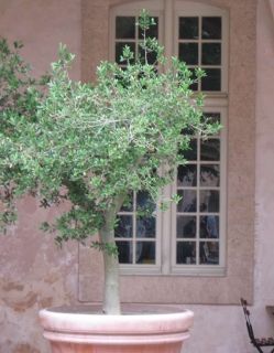 Olive Tree Care, Olivier En Pot, Potted Olive Tree, Travel House, Cool Fathers Day Gifts, Tree Care, Outdoor Inspirations, Olive Tree, Winter Garden