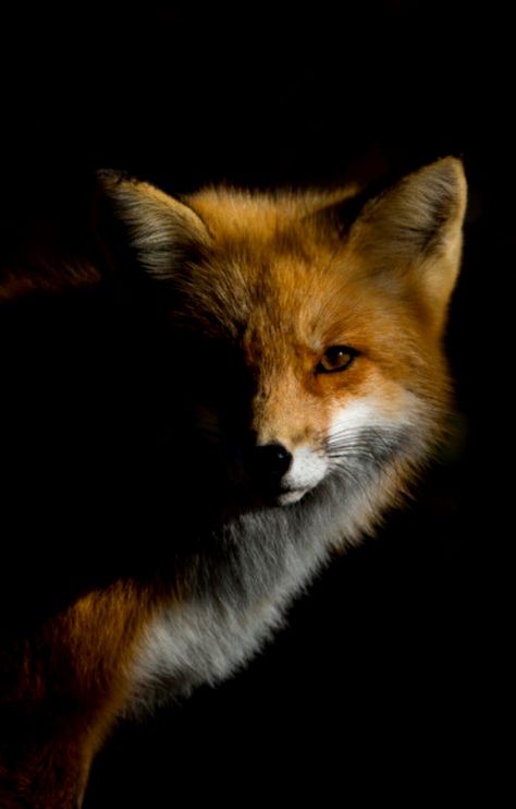 Red fox Melanistic Fox Wallpaper, Fire Fox Aesthetic, Black Fox Wallpaper, Fox Aesthetic Dark, Red Fox Aesthetic, Fox At Night, Angry Fox, Fox Poster, Fox Photography