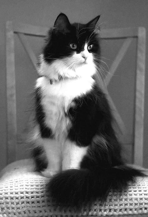 This cat looks so much like my Parker. He was a beautiful cat. Tuxedo Cats, Söt Katt, Domestic Animals, Black And White Cat, Gorgeous Cats, Forest Cat, Norwegian Forest Cat, Skateboarder, Cat Facts