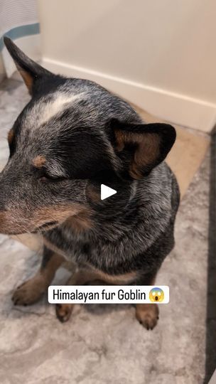 Heeler Dogs, Dog Entertainment, Blue Heeler Puppies, Australian Cattle Dog Mix, Heeler Puppies, Dog Cuddles, Blue Heeler Dogs, Man And Dog, Blue Heeler