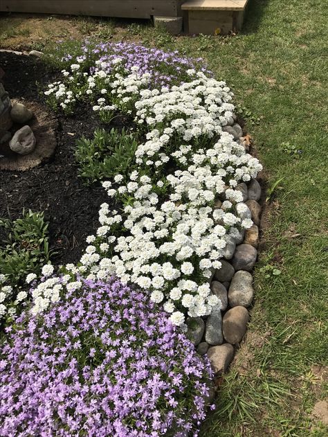 Candy Tuft Landscape, Candy Tuft Plant, Candy Tuft, Ground Cover Seeds, Yard House, Corner Garden, Moon Garden, Diy Summer, Summer Diy