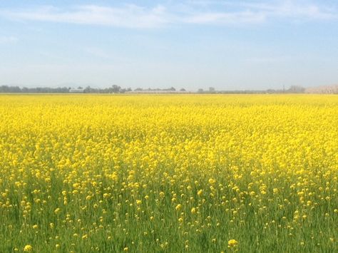 Field With Yellow Flowers, Yellow Flower Field Aesthetic, Flower Field Landscape, Yellow Flower Field, Field Of Yellow Flowers, Yellow Header, Yellow Banner, Yellow Fields, Yellow Daisies