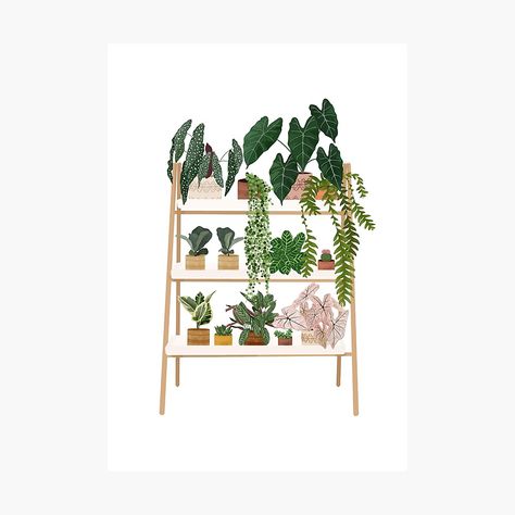 Get my art printed on awesome products. Support me at Redbubble #RBandME: https://www.redbubble.com/i/photographic-print/House-plants-illustration-36-Plant-shelf-art-by-gusstvaraonica/70994404.6Q0TX?asc=u Plant Shelf Drawing, Plants Illustration, Roadster Car, Plant Shelf, Plant Shelves, Plant Illustration, Ig Post, Office Decoration, Plant Art