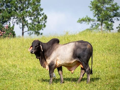 Premium Photo | Ox guzera was the first breed of zebu cattle to arrive in brazil Zebu Cattle, Christmas Nativity Scene Display, Cattle Herd, Nativity Scene Display, Green Pasture, Christmas Nativity Scene, Down On The Farm, Christmas Nativity, Nativity Scene