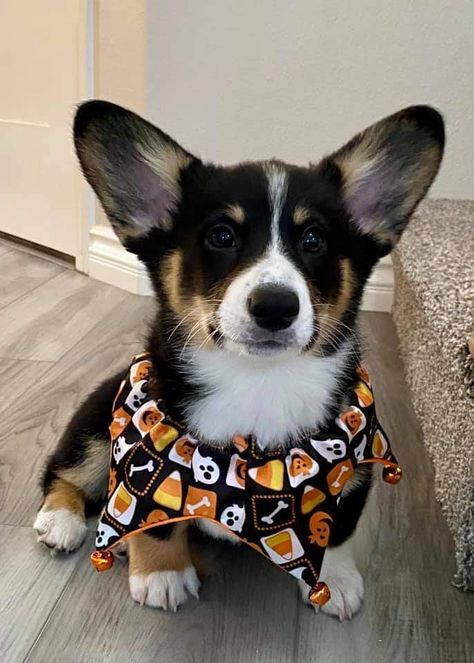 Corgi Black And Tan, Black And White Corgi, Black Corgi, Cutest Dog Ever, Cutest Dogs, Dream Dog, Black And White Dog, Future Children, Dog Crafts