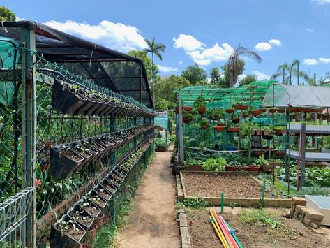 Community Farming, Rooftop Community Garden, Terrace Farming, Permaculture City Garden, Rooftop Urban Farming, Singapore Sustainable Architecture, Guerilla Gardening, Farming Community, Tools Tattoo