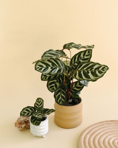 Pet Friendly Plants, Calathea Makoyana, Peacock Plant, Silver Plant, Plants Pet Friendly, Calathea Plant, Philodendron Monstera, Pink Plant, Variegated Plants