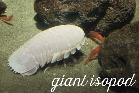 Sea Isopod, Bathynomus Giganteus, Giant Isopod, Scary Ocean, Scary Animals, Deep Sea Creatures, Underwater Creatures, Sea Dweller, Crustaceans