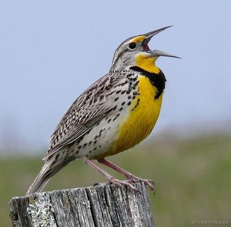 Western Meadowlark, Bird Pics, Wyoming State, World Birds, State Birds, Nature Birds, Backyard Birds, Bird Pictures, Pretty Birds