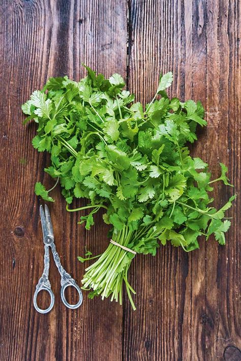 Benefits Of Cilantro, Cilantro Benefits, Grow Cilantro Indoors, Castor Oil For Eyes, Growing Cilantro, Cilantro Recipes, Potato Juice, Tattoo Plant, Guava Leaves