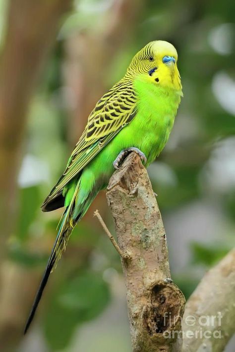 Parakeet Colors, Parakeet Art, Budgerigar Bird, Budgies Parrot, Green Budgie, Budgie Bird, Green Parakeet, Parrot Training, Australian Parrots