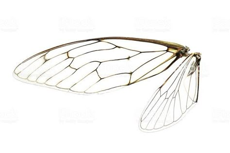 Cicada Wings Drawing, Cicada Wing Tattoo, Cicada Wings, Bee Wings, Moth Wings, Insect Wings, Wings Drawing, Wing Tattoo, Dragonfly Wings