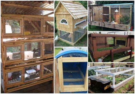 Rabbit Hutch Ideas, Quail Hutch, Quail Farm, Mini Homestead, Quail House, Raise Quail, Diy Rabbit Hutch, Quail Coop, Hutch Ideas