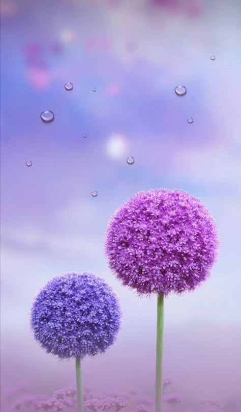 Whats Wallpaper, Purple Flowers Wallpaper, Pink Flowers Wallpaper, Bubbles Wallpaper, Phone Wallpaper Pink, Flowers Photography Wallpaper, Lovely Flowers Wallpaper, Flower Iphone Wallpaper, Cute Flower Wallpapers