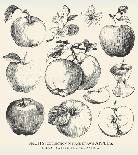 Apples. Collection of highly detailed hand drawn apples , #AD, #highly, #Collection, #Apples, #detailed, #apples #ad Apple Tattoo, Apple Illustration, Apple Vector, Engraving Illustration, Vintage Apple, Fruit Illustration, Clip Art Vintage, Hand Drawn Flowers, Art And Illustration