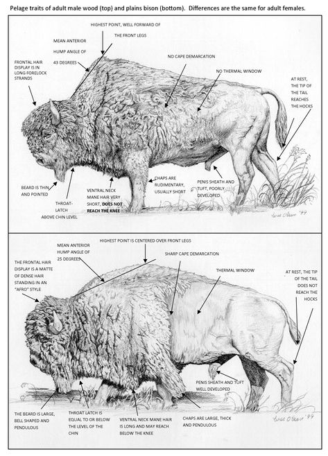 Buffalo Animal, Bison Art, Buffalo Art, American Bison, Majestic Animals, Native American History, Zoology, Wildlife Art, Native American Indians