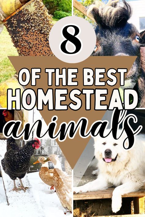 homestead animals Best Animals For Homestead, Best Homestead Animals, 3 Acre Homestead Layout, 20 Acre Homestead Layout, 2 Acre Homestead Layout, Homestead Layout 5 Acres, 10 Acre Homestead Layout, 5 Acre Homestead Layout, Small Homestead Layout