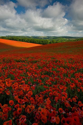 Poppies | Must be viewed in B l a c k M a g i c www.dennisre… | Flickr Fields Of Flowers, Field Of Flowers, Poppy Field, Alam Yang Indah, Flower Field, Albania, Love Flowers, Amazing Nature, Cottage Style