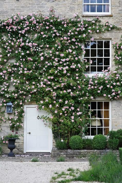 Climbing Plants | Front Garden Ideas | Plants For Window Boxes (houseandgarden.co.uk) Window Box Plants, Small Front Gardens, Clematis Montana, Rose House, Front Gardens, Virginia Creeper, Garden Vines, Climbing Roses, Window Boxes