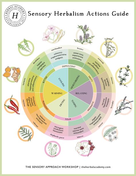 The Sensory Approach Workshop – Herbal Academy Herbal Workshop, Hope Flower, Herbal Academy, Botanics Skin Care, Apothecary Style, Essential Oil Education, Herbal Recipes, Aura Colors, Low Tech