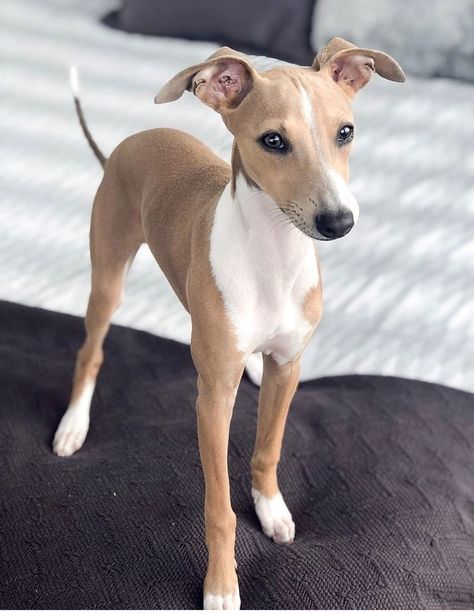 Whippet Dog Puppy, Psy Chihuahua, Italian Greyhound Puppies, Greyhound Puppy, Grey Hound, Whippet Puppies, Italian Greyhound Dog, Sight Hounds, Greyhound Dog