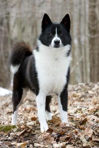 111+ Best Karelian Bear Dog Names Karelian Bear Dog, Rare Dog Breeds, Rare Dogs, Bear Dog, Family Pets, Adorable Dogs, Pretty Dogs, Charles Darwin, Sweet Dogs