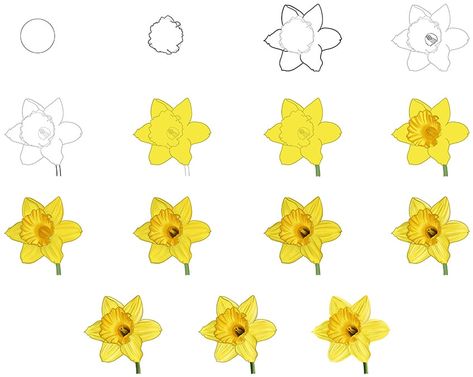 Daffodil Outline, Daffodil Illustration, Daffodil Drawing, Daffodil Art, Sketch Tutorial, Dark Grey Paint, Narcissus Flower, Flower Drawing Tutorials, Flower Mirror