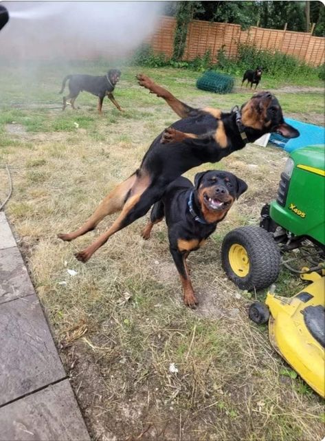 Silly Rottweiler, Rottweiler Aesthetic, Rottweiler Pictures, Cool Dogs, Rottweiler Funny, Rottweiler Puppy, Rottweiler Love, Scary Dogs, Cute Animals Puppies