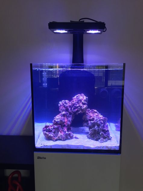 NYC Red Sea Reefer Nano - Page 2 - Reef Central Online Community Saltwater Tank Setup, Reef Tank Aquascaping, Clay Coral, Saltwater Aquarium Setup, Nano Reef Tank, Coral Aquarium, Marine Fish Tanks, Jellyfish Aquarium, Coral Reef Aquarium