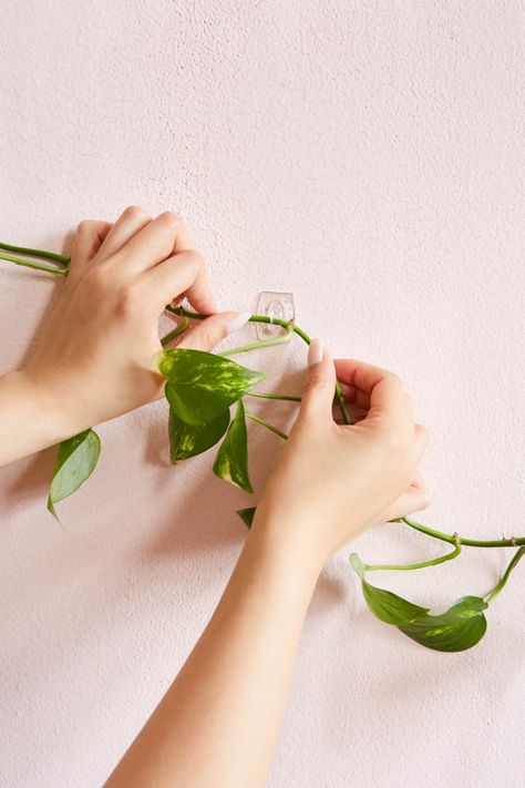 The Easiest Way to Make a Living Greenery Wall | Apartment Therapy Ivy Plant Indoor, Pothos Vine, Indoor Vines, Indoor Plant Wall, Ivy Wall, Plant Clips, Grass Wall, Hanging Plant Wall, Plants Wall