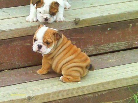 Bulldogs...love these wrinkles 강아지 그림, Bulldog Puppies, Cute Creatures, Pitbull Terrier, Baby Dogs, Small Dog, Shiba Inu, 귀여운 동물, Animals Friends