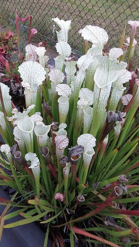 Sarrencenia carnivora- yes they are carnivores- yes they will eat small critters like little mice. Pitcher Plants, Decorative Rocks, Bog Plants, Bog Garden, Goth Garden, Weird Plants, Plant Fungus, Pitcher Plant, Unusual Plants