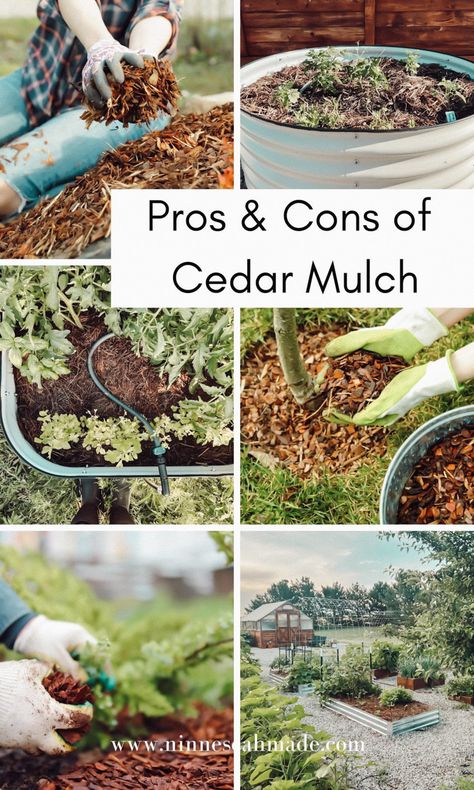 The Pros and Cons of Cedar Mulch - Ninnescah Made Ninnescah Homestead, Garden Bark, Cedar Mulch, Natural Household Products, Tree Mulch, Strawberry Beds, Mulch Landscaping, Acre Homestead, Homesteading Ideas