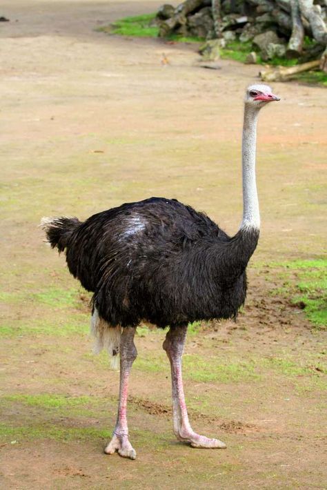 Ostrich Bird, African Birds, Dangerous Animals, List Of Animals, Big Animals, Wildlife Safari, Safari Park, Bird Wallpaper, African Animals