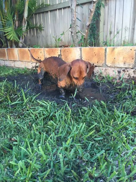 20 Reasons Why You Should Never Own Dachshunds - The Paws Weenie Dogs Funny, Baby Dachshund, Dog Smells, Wiener Dogs, Weiners, Dachshund Gifts, Funny Dachshund, Weenie Dogs, Dog Rules