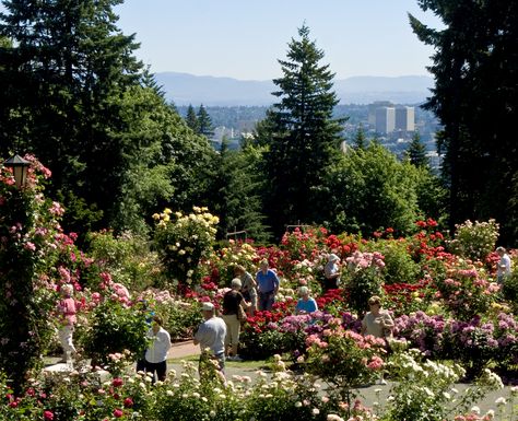 The Portland Rose Garden in Washington Park features more than 10,000 roses, plus spectacular views of downtown and Mount Hood. Portland Oregon City, Portland Garden, Portland Japanese Garden, Sogetsu Ikebana, Portland Travel, Portland City, Garden Venue, Washington Park, Garden Images