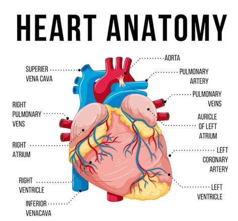 Human Heart Diagram, Anatomical Heart Drawing, Human Heart Drawing, Heart Structure, Heart Organ, Heart Diagram, Poster Halloween, Parts Of The Heart, Heart Anatomy