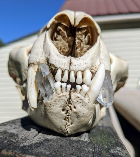 Lion Teeth, Lion Skull, Possum Skull, Skull Taxidermy, Animal Skulls In Nature, Animal Jaw Bone Art, Weird Animal Skulls, Animal Skull In Forest, Wet Specimen