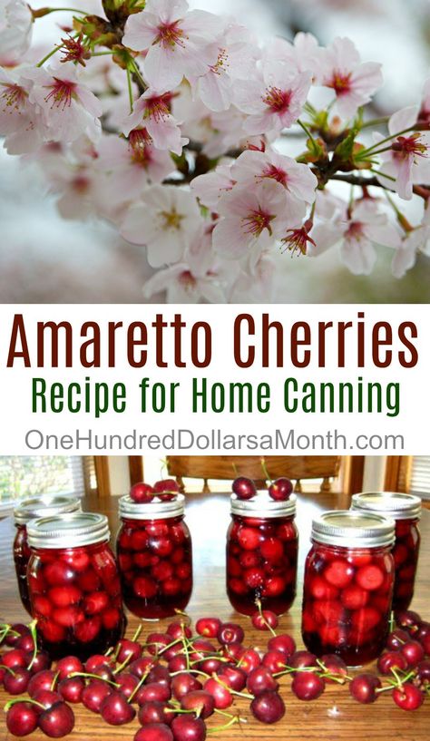 Sweet Cherries Recipes, Canning Cherries Recipes, Dried Cherries Recipes, Cherry Canning Recipes, Cherry Amaretto Jam, Homemade Maraschino Cherries, Sweet Cherry Canning Recipes, Canning Maraschino Cherries, Amaretto Cherries