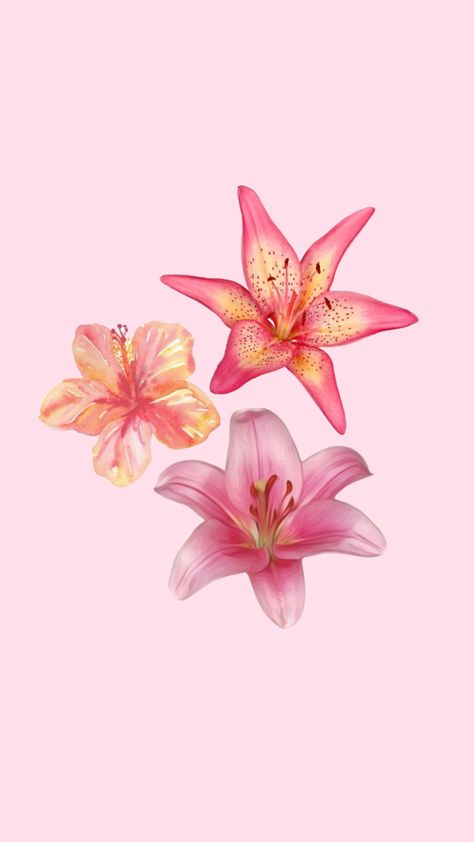 #hibiscusflower #lily #flowers #wallpaper #wallpaperideas #floral Lily Flowers Wallpaper, Pink Lily Wallpaper, Pink Lily Flower, Lily Wallpaper, Cute Summer Wallpapers, Wallpaper Iphone Summer, Iphone Lockscreen Wallpaper, Lily Flowers, Summer Color Palette