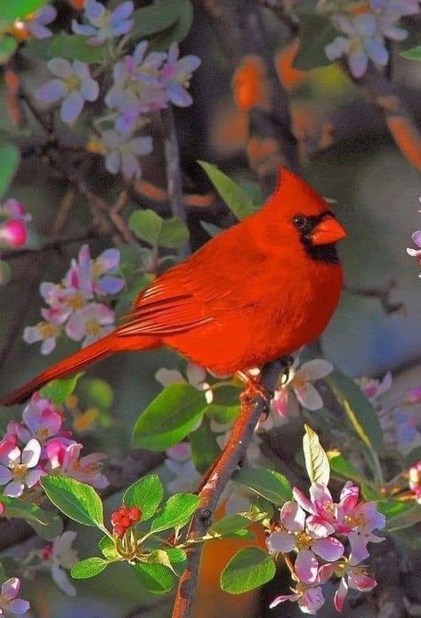 Cardinal Birds Art, Birds Photography Nature, Birds Wall Art, Red Cardinals, Spring Red, Northern Cardinal, Apple Blossoms, Spring Birds, Most Beautiful Birds