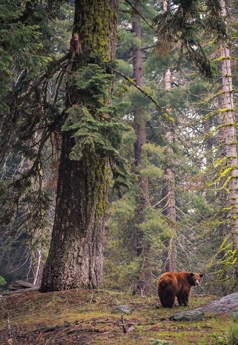 Photo Ours, Sequoia National Park, Bear Cubs, Grizzly Bear, Bear Stuffed Animal, Wild Nature, Into The Woods, Pine Trees, Wild Life