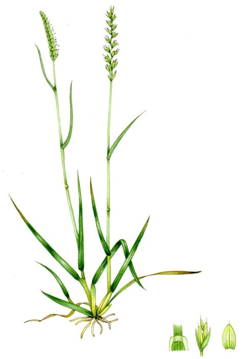 Crested Dog's tail grass Cynosarus cristatus copyright www.lizzieharper.co.uk Tall Fescue, Grass Plants, Virginia Creeper, Mountain Tattoo, Christmas Greenery, Plant Drawing, Tall Plants, Botanical Drawings, Botanical Illustration