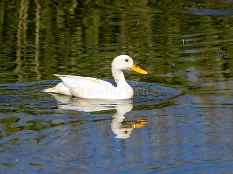 Female white duck swimming in the water stock photos Ducks On Water, Ducks In Water, Duck Photography, Duck In Water, Ducks Swimming, Duck Swimming, Black And White Photography Portraits, Swimming Photography, 2 Animals