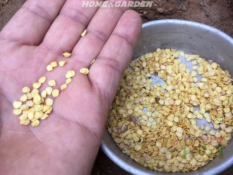 bell pepper seeds Soaking Seeds Before Planting, Growing Vegetables From Seeds, Bell Pepper Seeds, Grow Peppers, Types Of Peppers, Growing Peppers, Leaf Vegetable, Planting Onions, Organic Compost