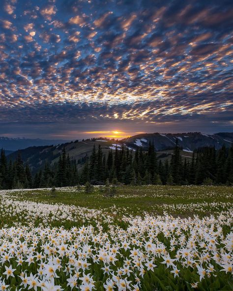 Field of Lilies #beautiful #awesome #great #dayobamidele Lilies Of The Field, Pretty Landscapes, Olympic National Park, Wild Nature, Have A Beautiful Day, Landscape Pictures, A Beautiful Day, Yosemite National Park, Pretty Places