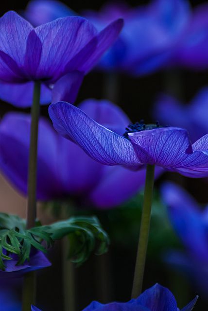 Anemone Chicago Botanic Garden, All Things Purple, Foto Art, Deco Floral, 1 Peter, Delphinium, Flower Beauty, Beautiful Blooms, Dream Garden