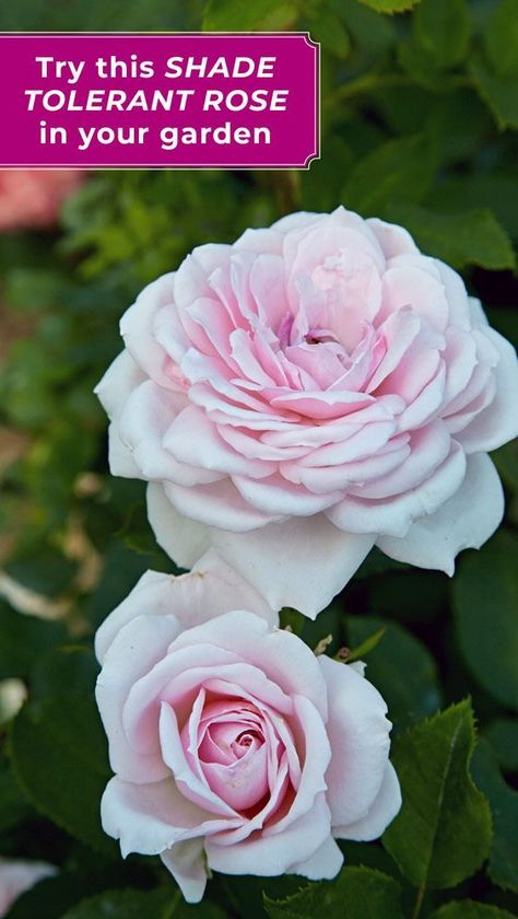 Struggle with shade? Try this lovely rose! #Roses #RoseGarden #ShadeGarden #GardenGateMagazine Roses For Shade, Forest Yard, Picking Garden, Glowing Garden, Perennials For Shade, Pnw Garden, Shade Roses, Cut Flower Farm, Landscaped Garden