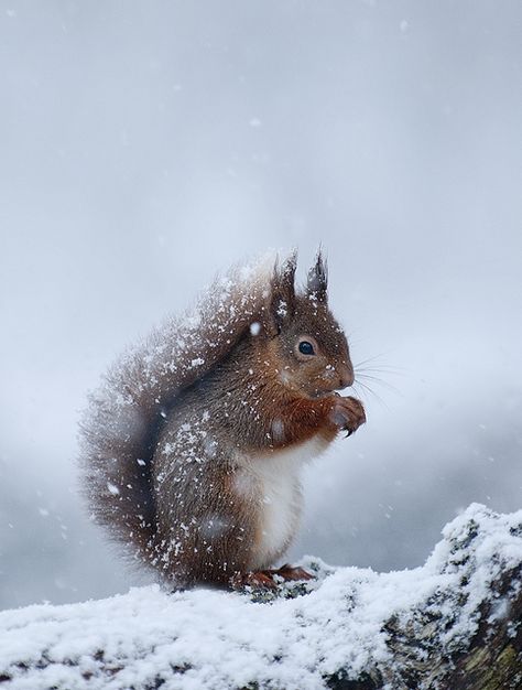 chilly Red Squirrel Snow Animals, Snow Photography, A Squirrel, Red Squirrel, Amazing Animals, Sweet Animals, Winter Scenes, Beautiful Creatures, Animal Kingdom